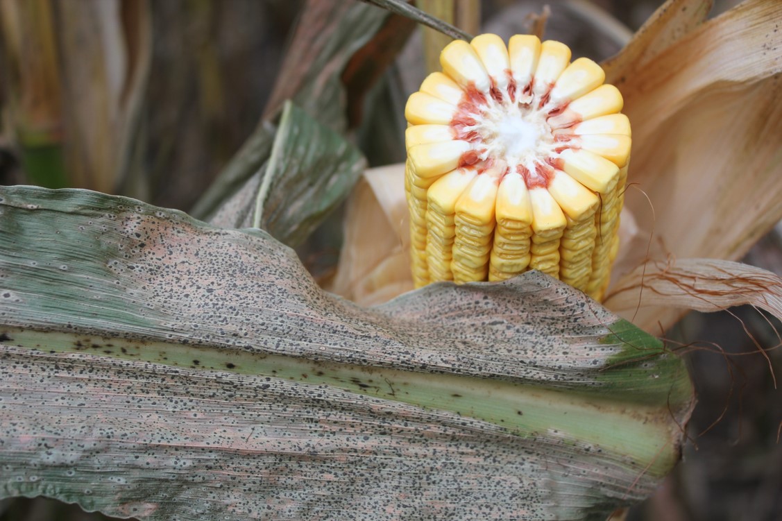 Corn tar spot symptoms